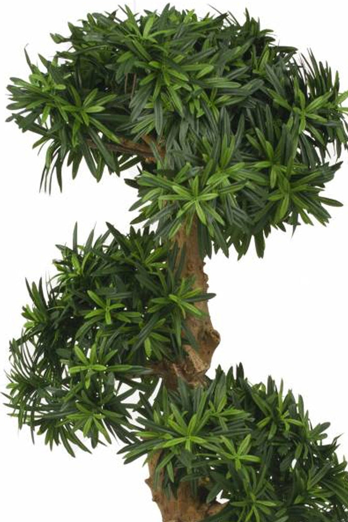 Bonsai Podocarpus | 110 cm