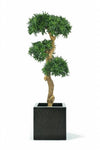 Bonsai Podocarpus | 140 cm