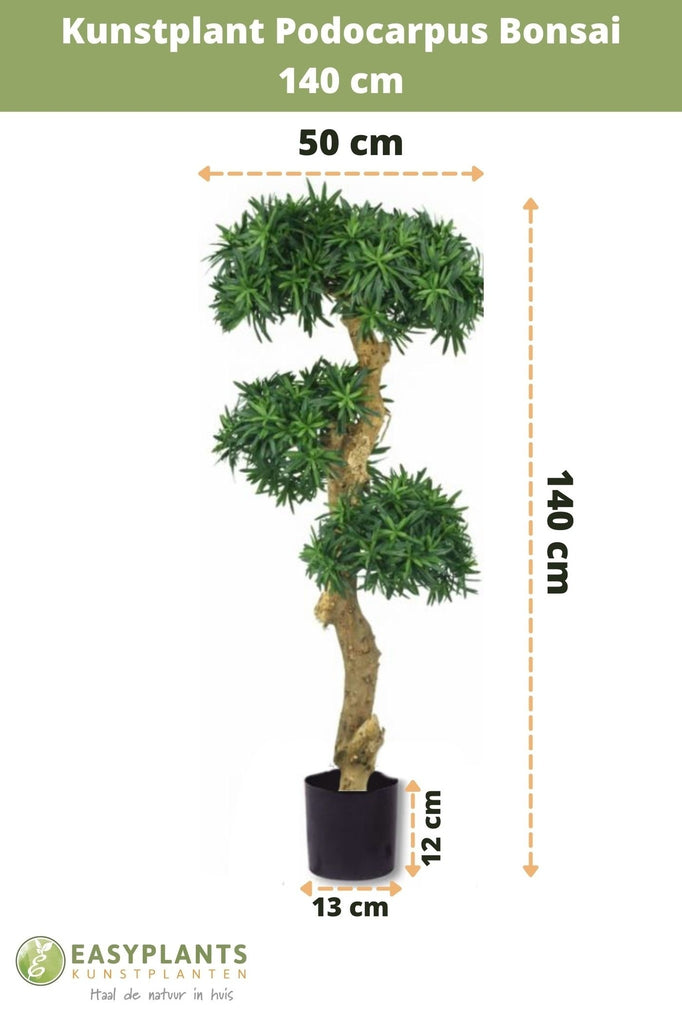 Bonsai Podocarpus | 140 cm