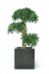 Bonsai Podocarpus | 70 cm