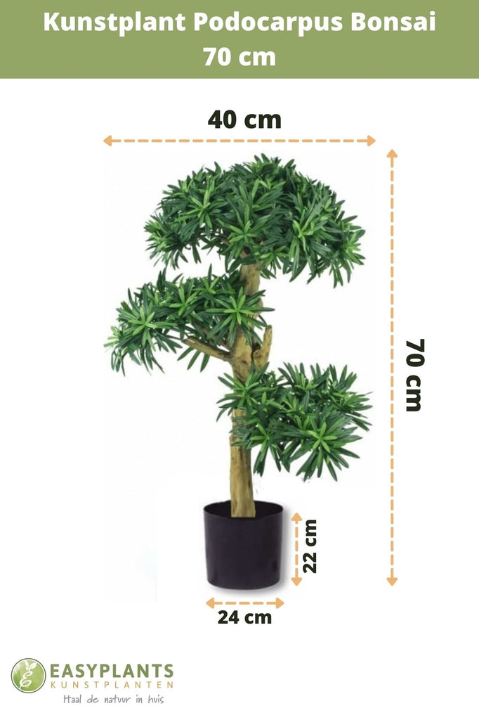 Bonsai Podocarpus | 70 cm