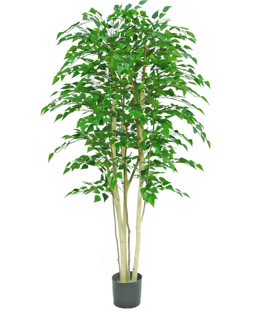 Plant Ruwe Berk | 210 cm
