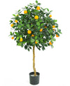 Sinaasappelboom lichte stam | 120 cm