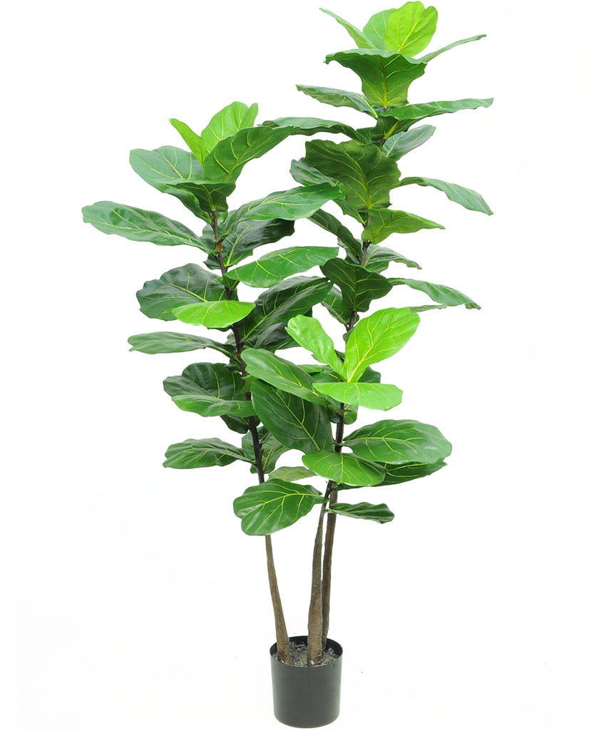 Ficus Tabaksplant Fiddle | 180 cm