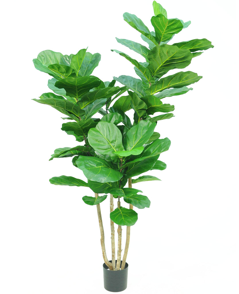 Ficus Tabaksplant Leaf | 200 cm