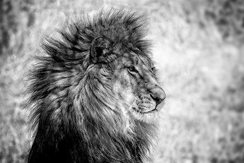 Foto Art - 'Lion King'