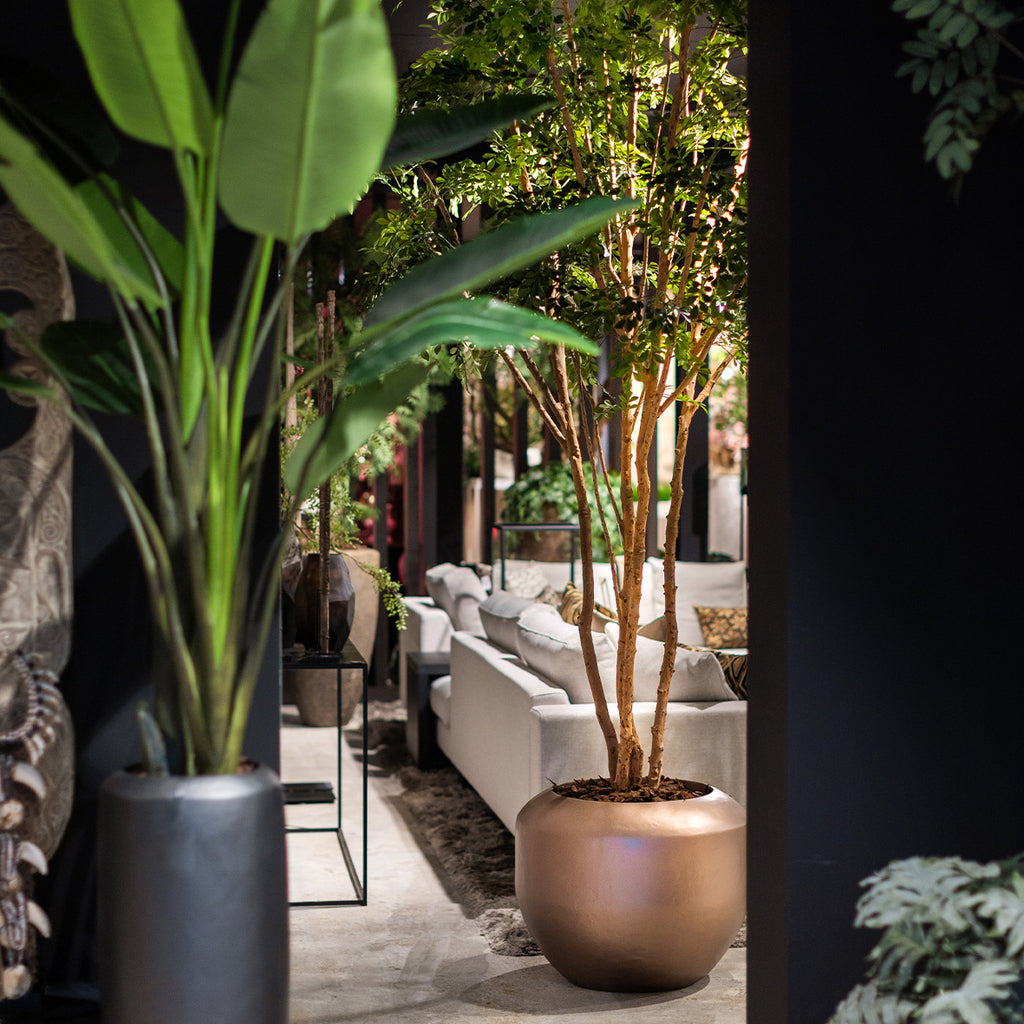 Boom Murraya Deluxe - Groen - D210 H325