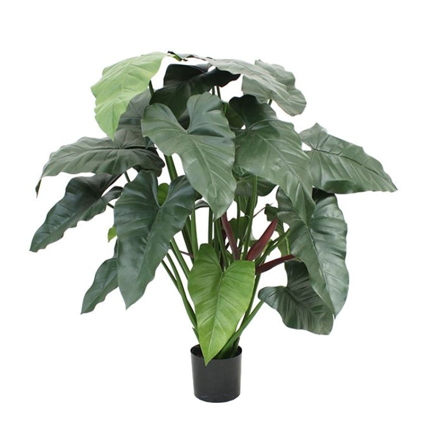 Plant Philodendron XL - Groen - H120