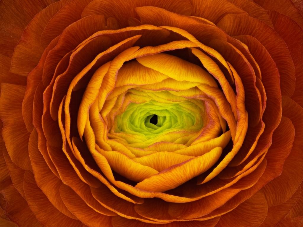 Ranunculus asiaticus