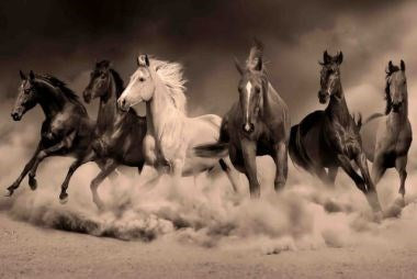 Foto Art - 'Royal family of the desert'