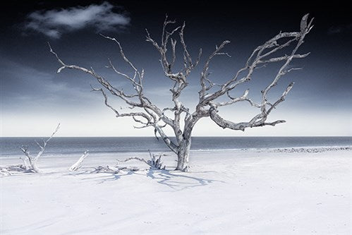 Foto Art - 'Tree by the sea'