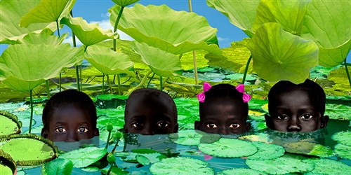 Foto Art - 'Water lilies'